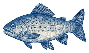 Zeichnung eines Fisches